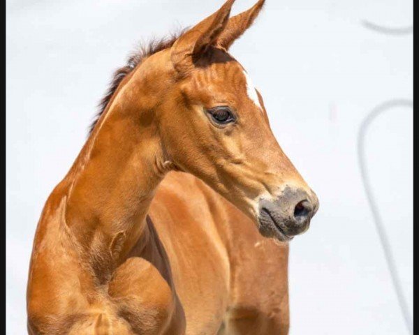 horse For you only (Westphalian, 2023, from Fanegro)