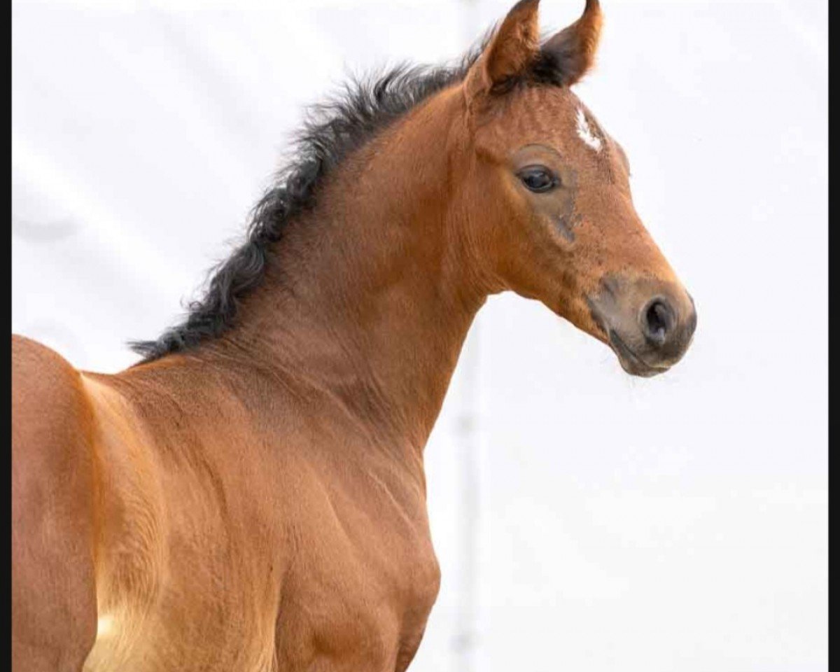 Pferd Django (Westfale, 2023, von Dynamic Dream)