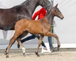 Pferd Hengst von Escaneno / De Beau (Westfale, 2023, von Escaneno)