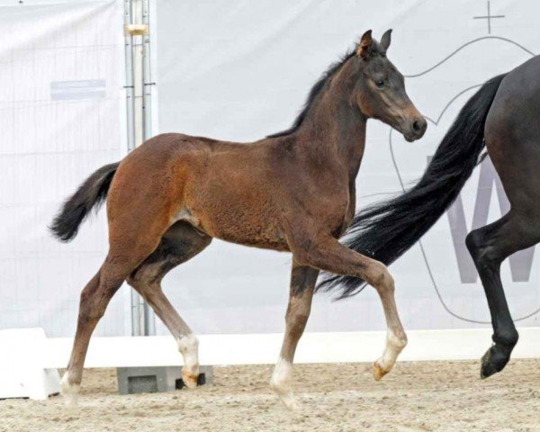 horse Diamond Dancer (Westphalian, 2023, from Dynamic Dream)