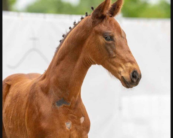 horse Focus (Westphalian, 2023, from Fanegro)