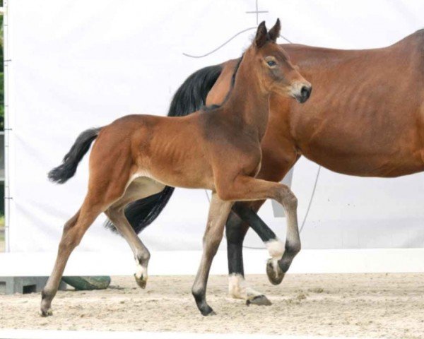 horse Rosi (Westphalian, 2023, from Raven)