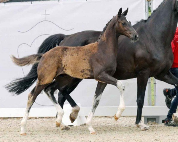 horse Neymar (Westphalian, 2023, from Nashville Star LMD)