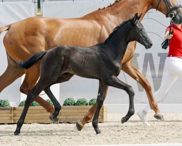 horse Total Vienna (Westphalian, 2023, from Total Diamond PS)