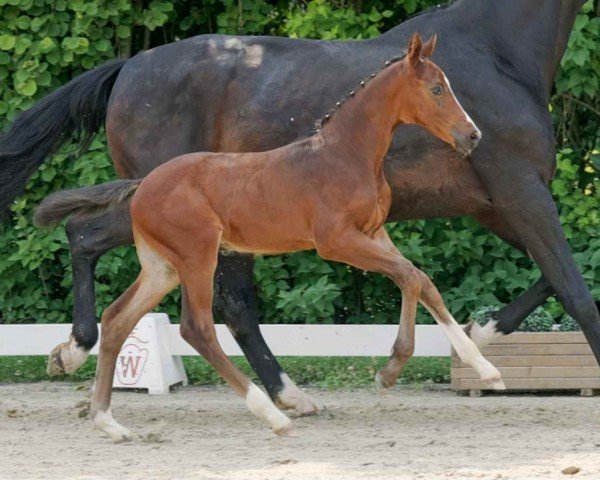 horse Zalamero (Westphalian, 2023, from Zoom)