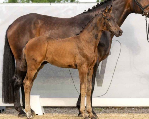 horse Solution (Westphalian, 2023, from So Perfect)