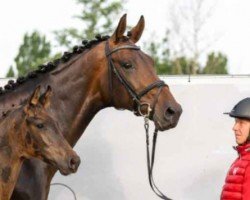 broodmare Filippa (Westphalian, 2016, from Fürstenball)