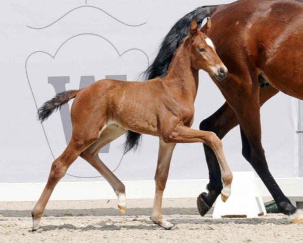 horse Beautiful Summer (Westphalian, 2023, from Bonds)