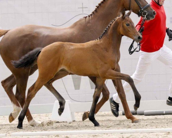horse Miss Granta (Westphalian, 2023, from Mclaren)