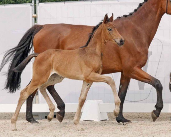 horse Diamond Lassara (Westphalian, 2023, from Diamond Deluxe)