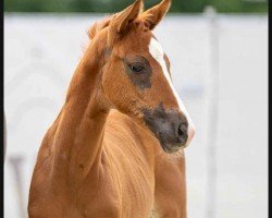Pferd Stute von Benicio / Brentano II (Westfale, 2023, von Callaho's Benicio)