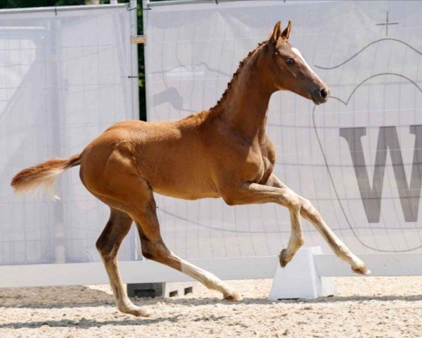 horse Schöner Wilhelm (Westphalian, 2023, from Sezuan's Donnerhall)