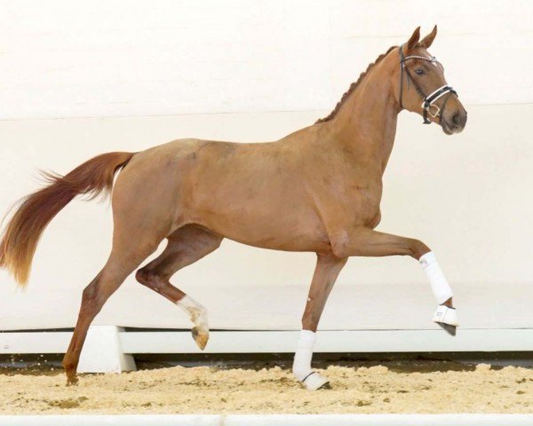 Pferd Valdivia (Westfale, 2020, von Harmony's V-Plus)