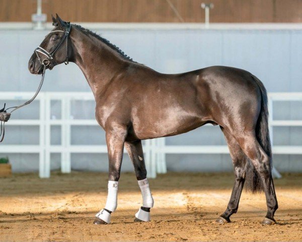 horse Gentleman (Oldenburg, 2020, from Global Player OLD)