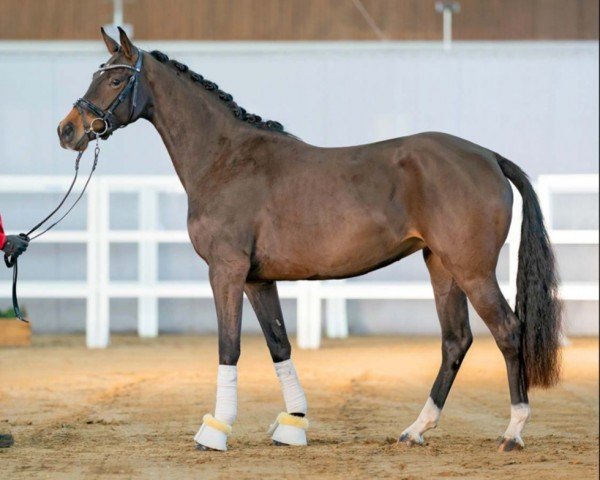 horse Vibelle (German Sport Horse, 2020, from Vaderland OLD)