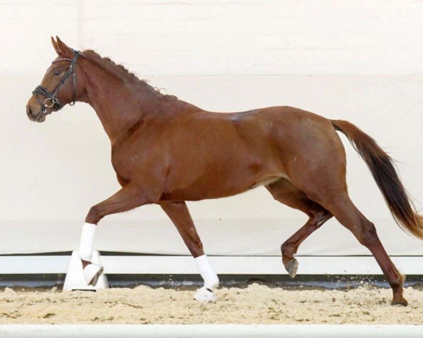 horse Daria P 3 (Westphalian, 2020, from Blue Hors Dreamline)