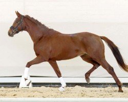 horse Daria P 3 (Westphalian, 2020, from Blue Hors Dreamline)