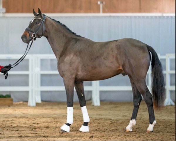 Dressurpferd Daddy Cool 67 (Deutsches Sportpferd, 2020, von Donier)