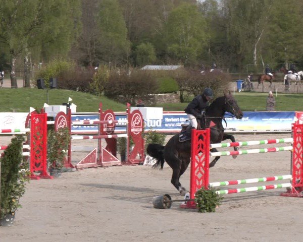 Reitturnier Westergellersen 2024