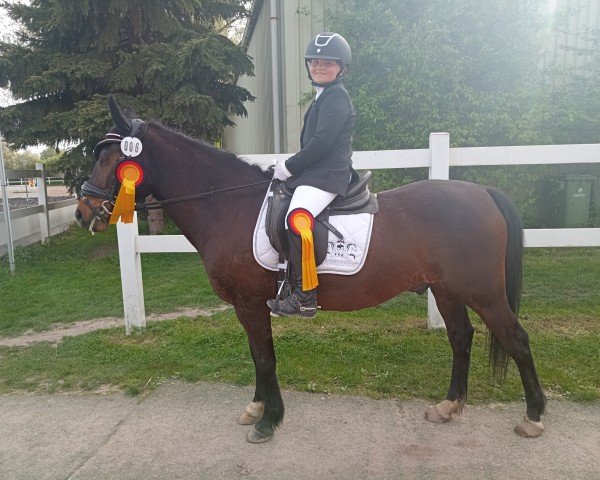 dressage horse Cairo 53 (Pony without race description, 2010)
