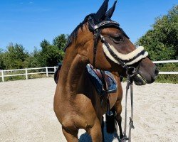 Springpferd Quiet Hope (Deutsches Sportpferd, 2019, von Quite Carenzo)