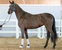 horse Stute von Dodo Weihgand / Drakdream (Westphalian, 2020, from Dodo Weihgand)