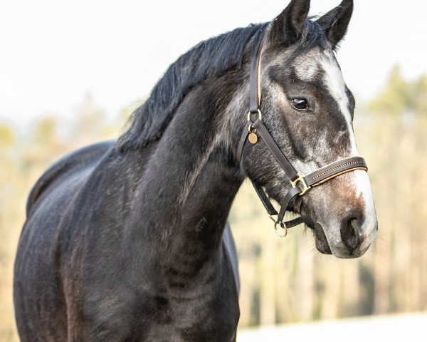 Springpferd Campari Orange 4 (Deutsches Reitpferd, 2020, von Bacardi CR)