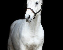 jumper Light Blue 2 (Hanoverian, 2010, from Landstreicher)