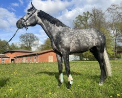 jumper Diamant Al Günay (Holsteiner, 2017, from Diamant de Semilly)
