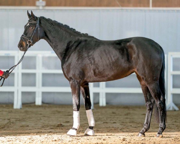horse Fleur (Westphalian, 2020, from Farrell)