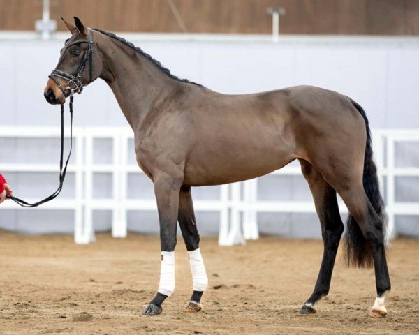 horse Frieda Gold (Westphalian, 2020, from Franziskus FRH)
