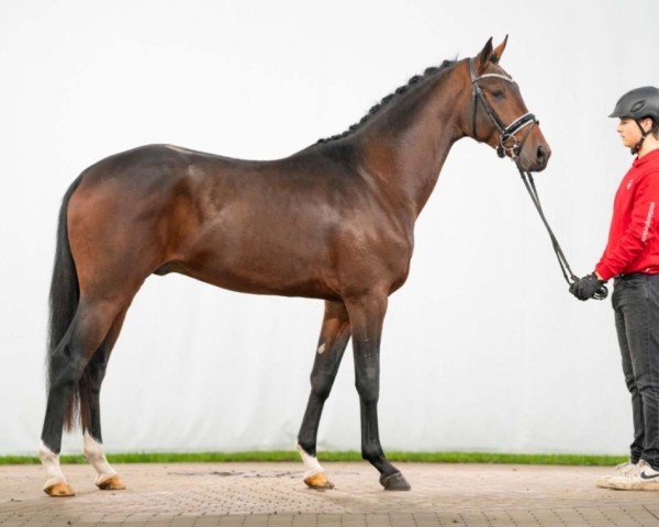 horse Top Star (Westphalian, 2021, from Taurus)