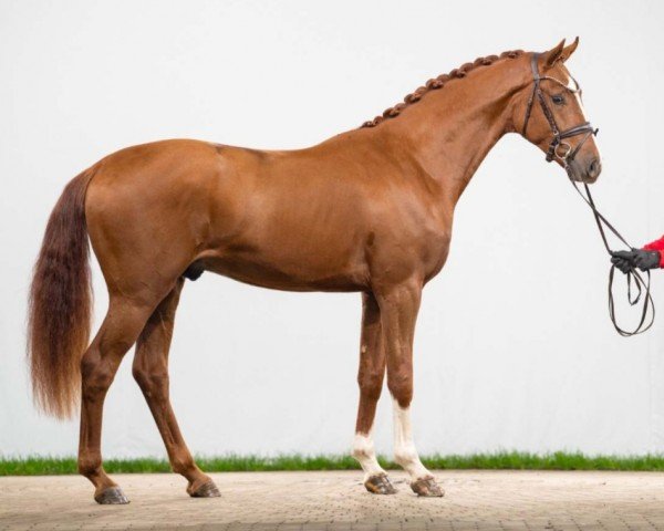 Pferd Fernando Alonso 2 (Westfale, 2021, von Fashion In Black NRW)