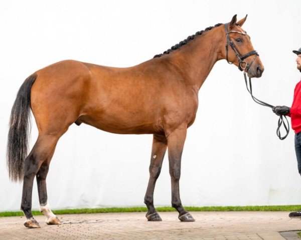 Pferd Hengst von Colman / Gaillard de la Pomme (Westfale, 2021, von Colman)