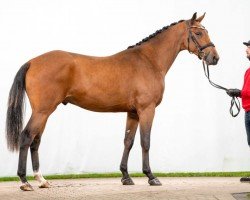 horse Hengst von Colman / Gaillard de la Pomme (Westphalian, 2021, from Colman)