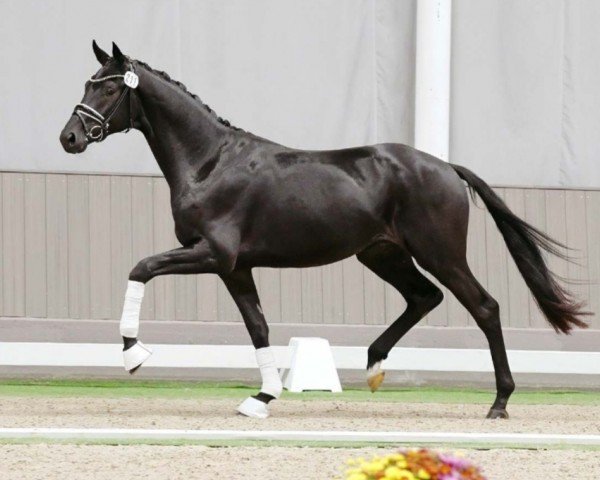 horse Hengst von Total McLaren / Lauries Crusador xx (Westphalian, 2021, from Total McLaren)