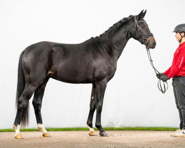 horse Dayton R (Westphalian, 2021, from Dimaggio Black)