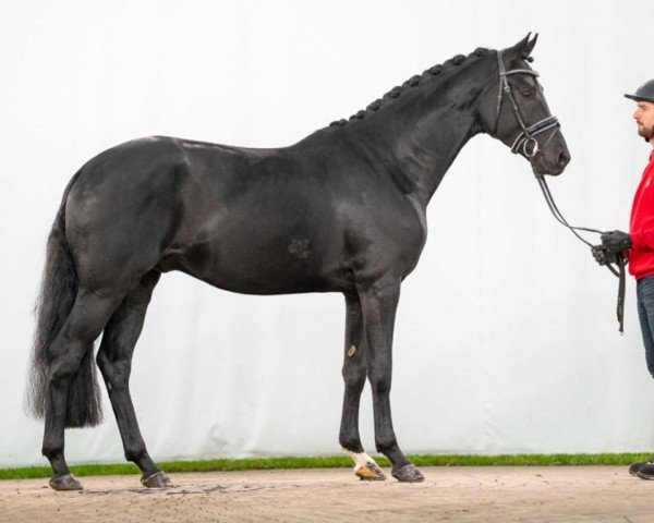horse Hengst von Taurus / Fürstenball (Westphalian, 2021, from Taurus)