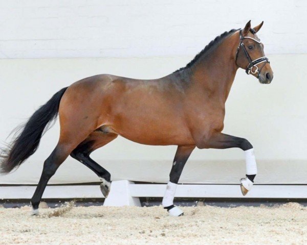 horse Vilnius (Westphalian, 2021, from Vaderland OLD)