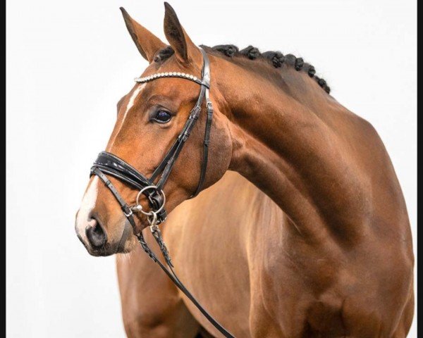 horse Total Match (Westphalian, 2021, from Taurus)