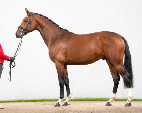 horse Fantastico (Oldenburg, 2021, from Fidertanz)
