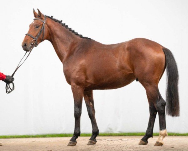horse Vinicius (Westphalian, 2021, from Vitalis)