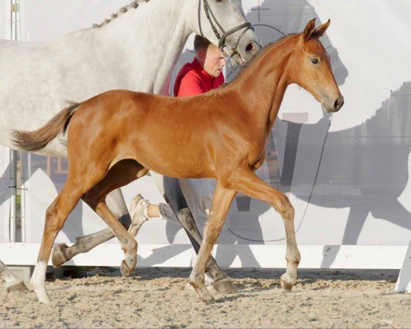 horse Stute von Comme le père / Zinedine (Westphalian, 2022, from Comme le père)
