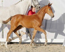 Pferd Stute von Comme le père / Zinedine (Westfale, 2022, von Comme le père)