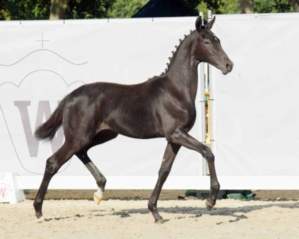 Pferd Highlands Harmony (Westfale, 2022, von Highland White)