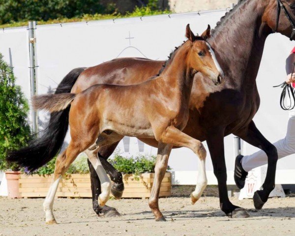 horse EinHerrRose (Westphalian, 2022, from Ellis NRW)