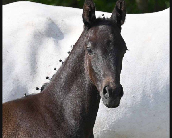 horse Indiamo (Westphalian, 2022, from Invincible Sir)