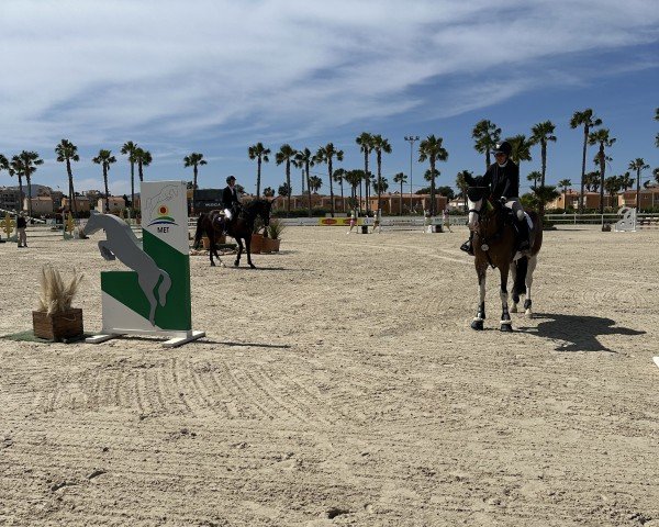 jumper Nindith (Belgian Warmblood, 2013, from Galisco van Paemel)