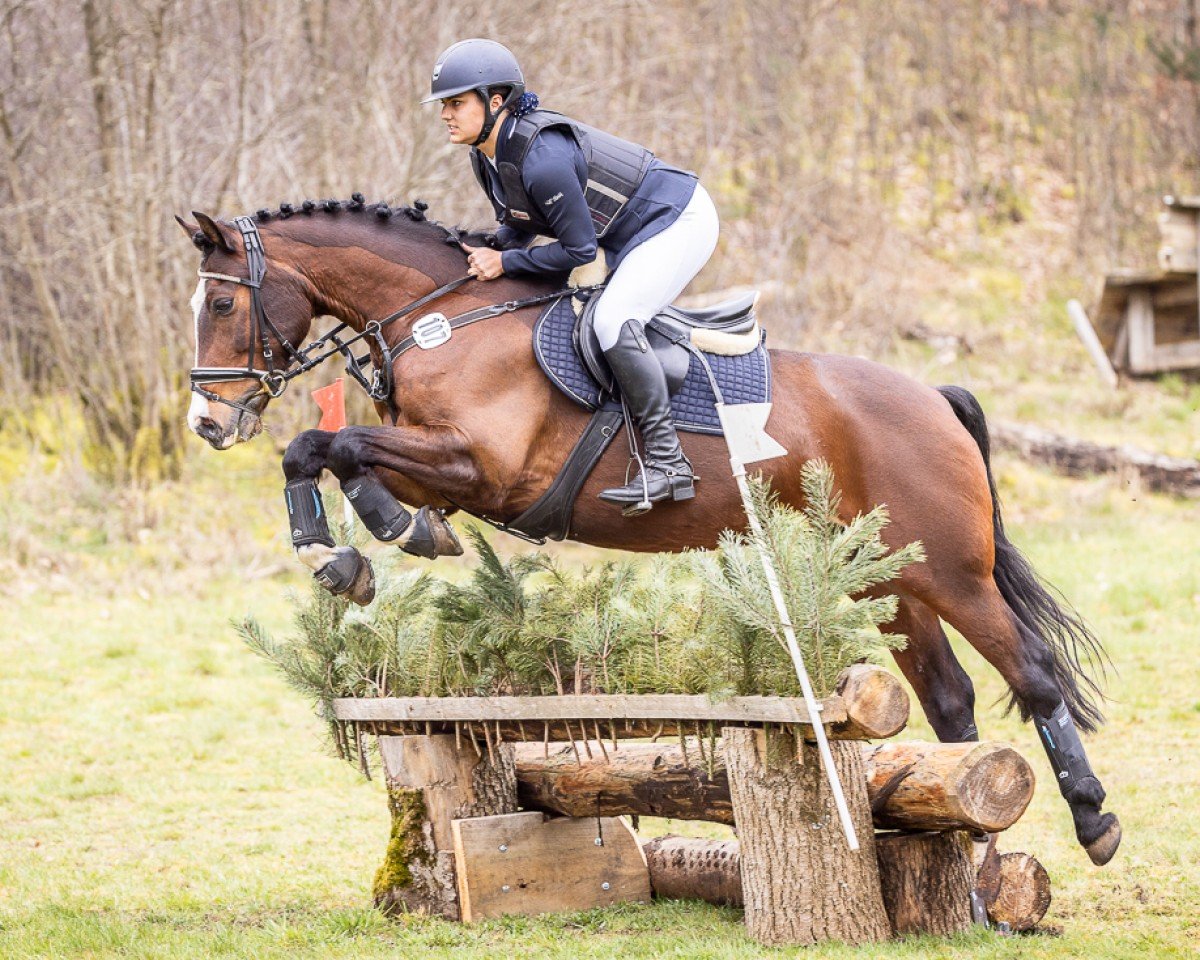 jumper Hannes 208 (Holsteiner, 2013, from Arvalon Confidence)