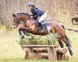 jumper Hannes 208 (Holsteiner, 2013, from Arvalon Confidence)
